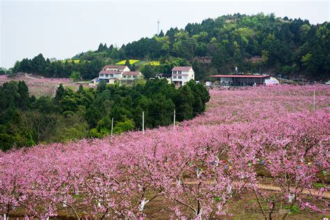 家中種桃花